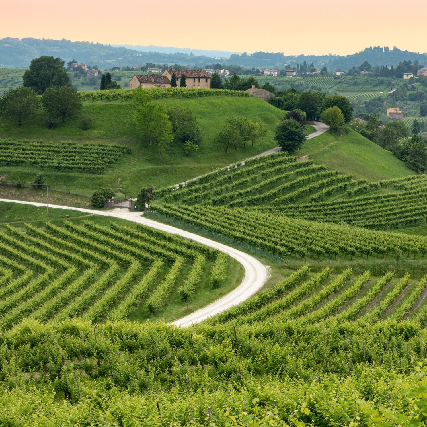 Vini Veneto