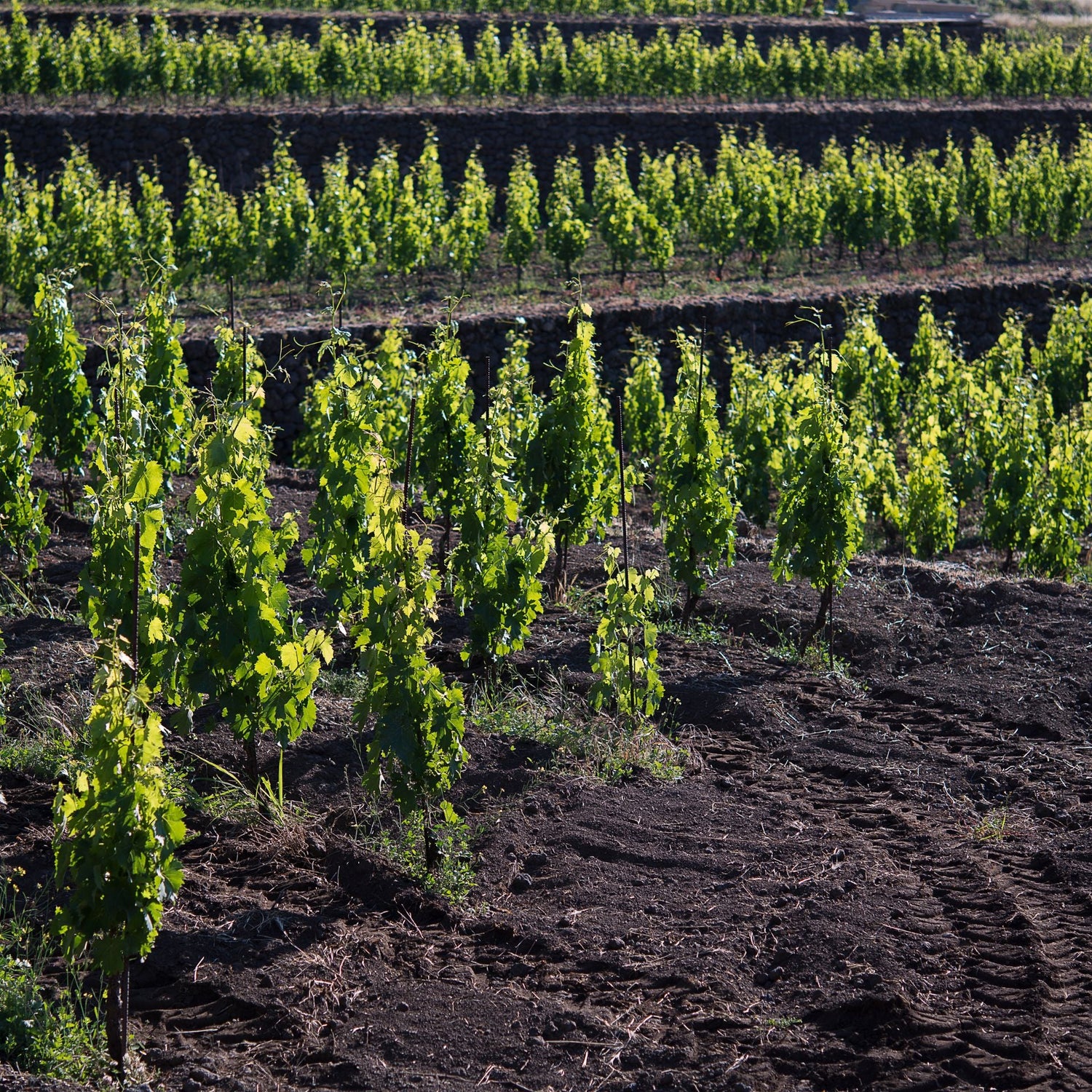 Vini Sicilia